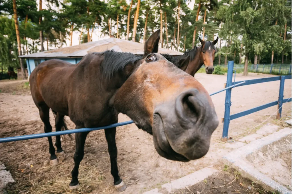 The Power of Paws: How Pets Boost Your Mental Health 4 Screen Shot 2025 09 11 at 11.36.09 AM copy by Miami Therapist Lotus Counseling