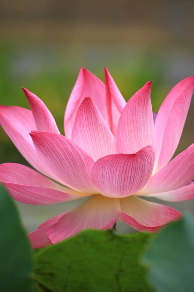 Pink lotus flower blossom
